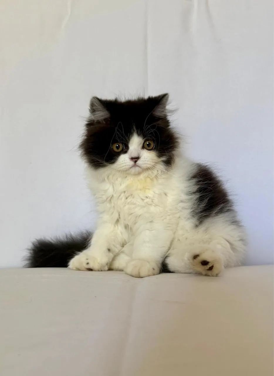 Gato Persa Fêmea e Macho - Foto 3