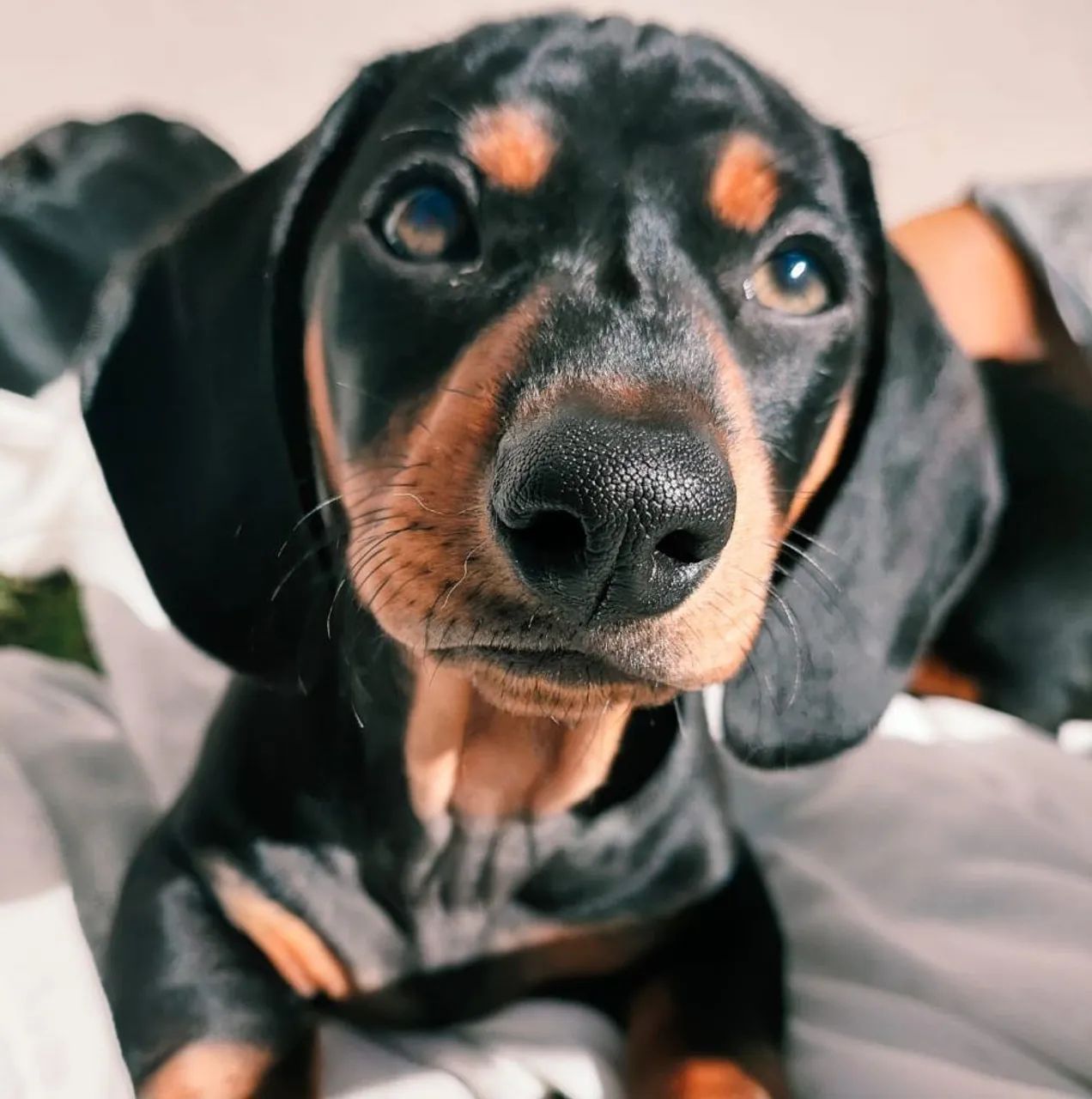4 filhotes de dachshund 