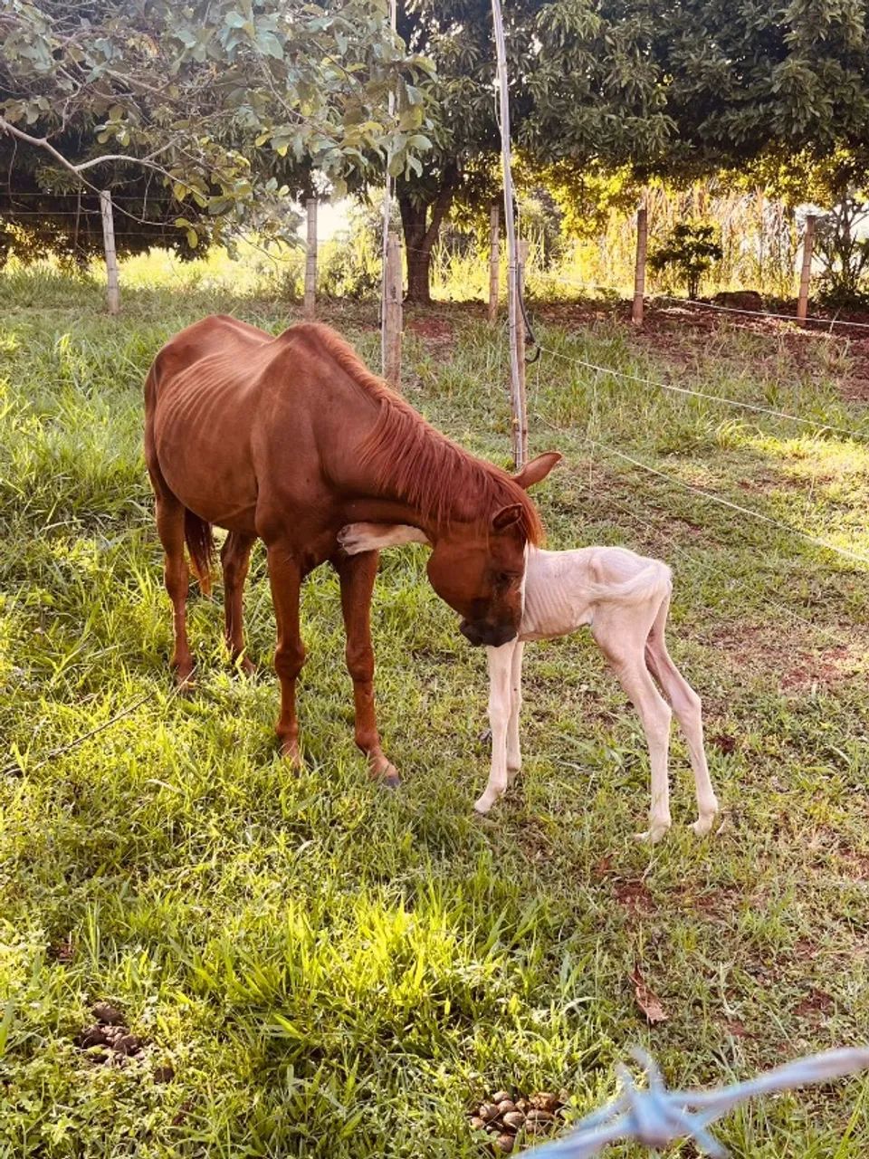 Égua com Potrinha  - Foto 2
