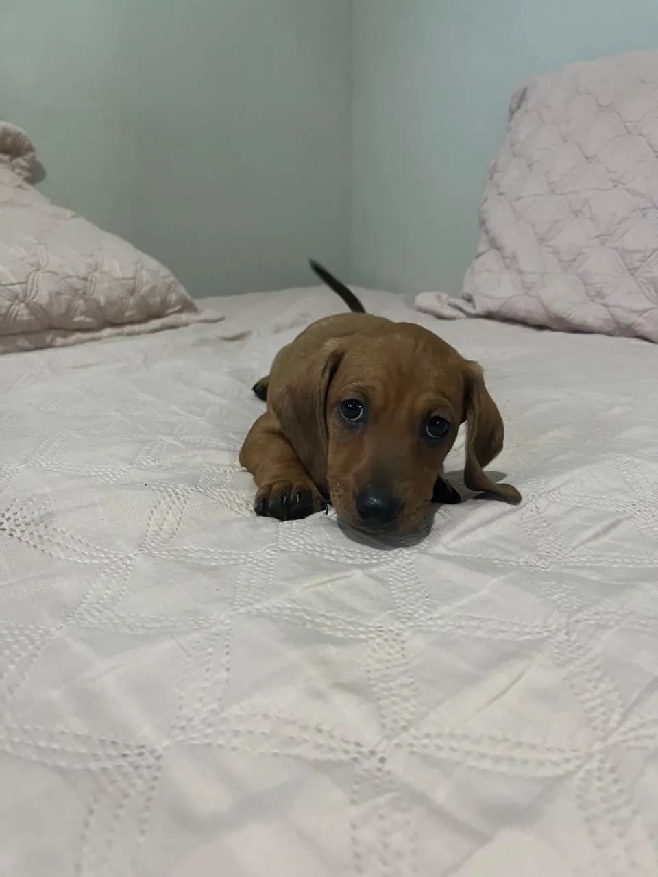 Filhotes de Dachshund - Foto 3