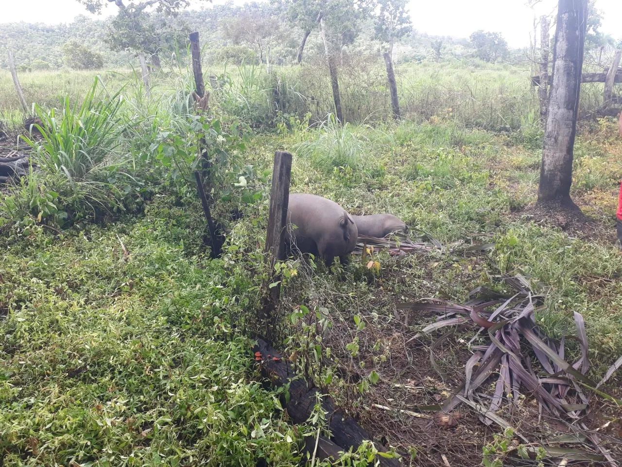 Fazenda a Venda Aparecida do Rio Negro - Foto 5