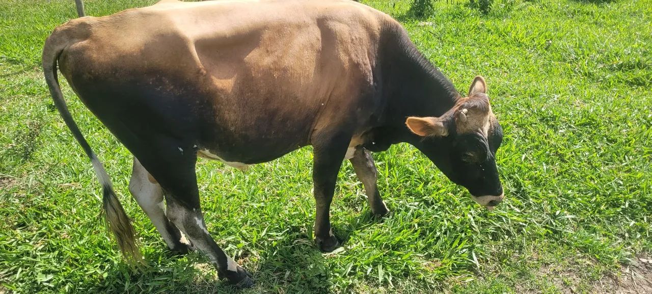 Boi Jersey,  top. - Foto 3