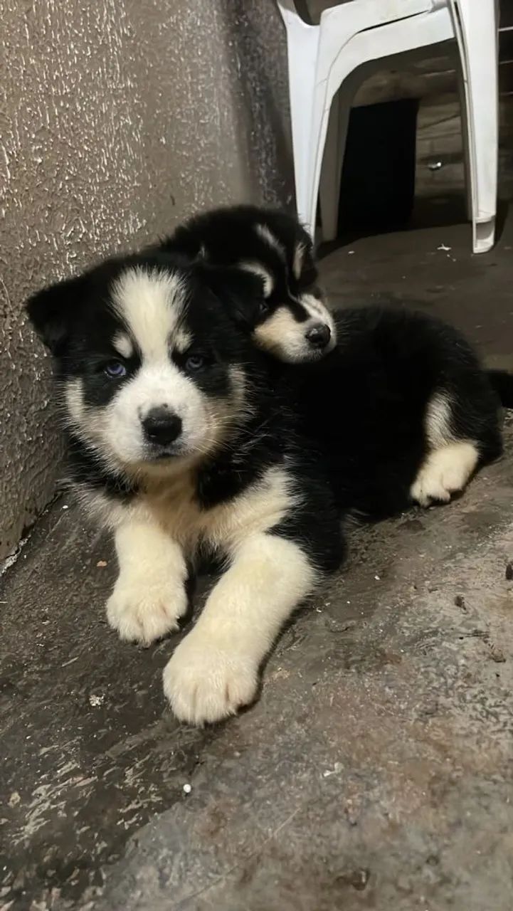 Husky siberiano - Foto 3