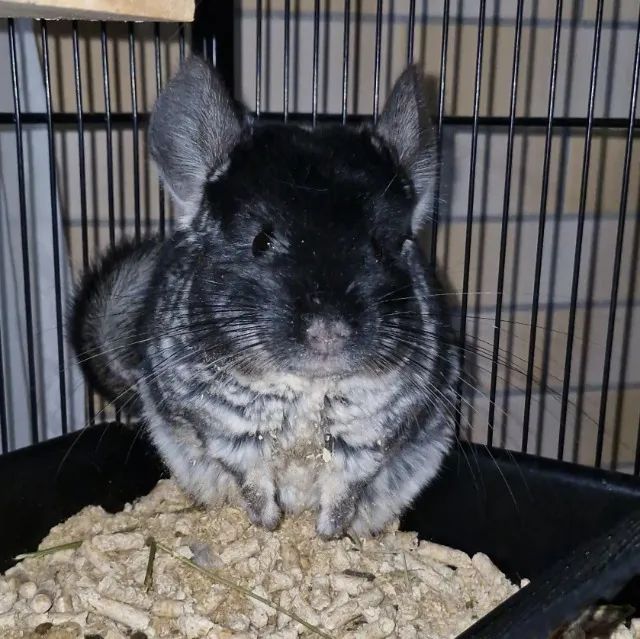 Chinchila Black Velvet macho 6 meses - Foto 2