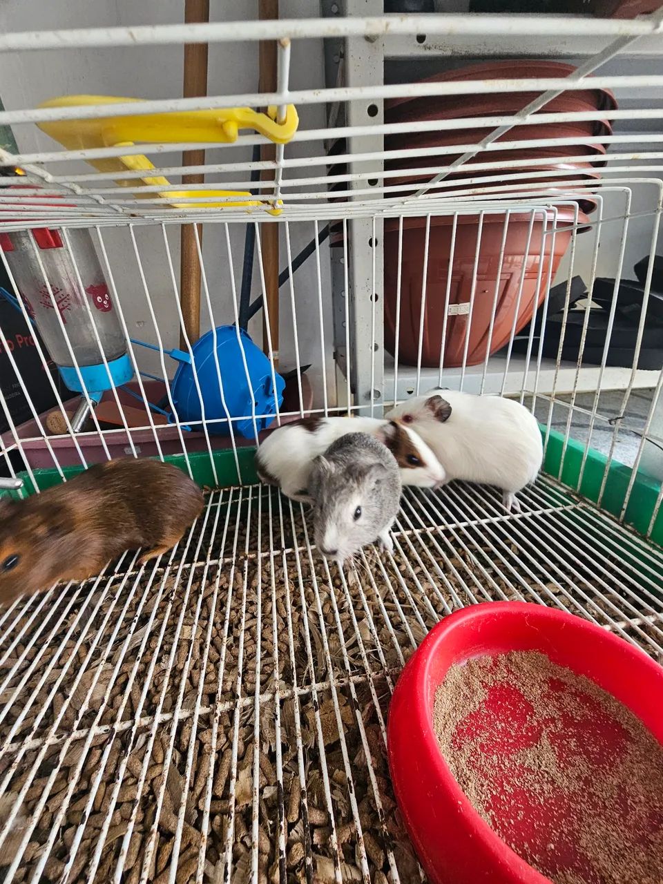 Porquinho da india  - Foto 2