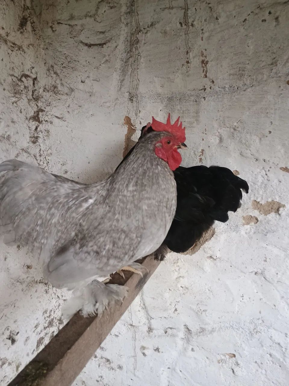Frango Mine cochin - Foto 4