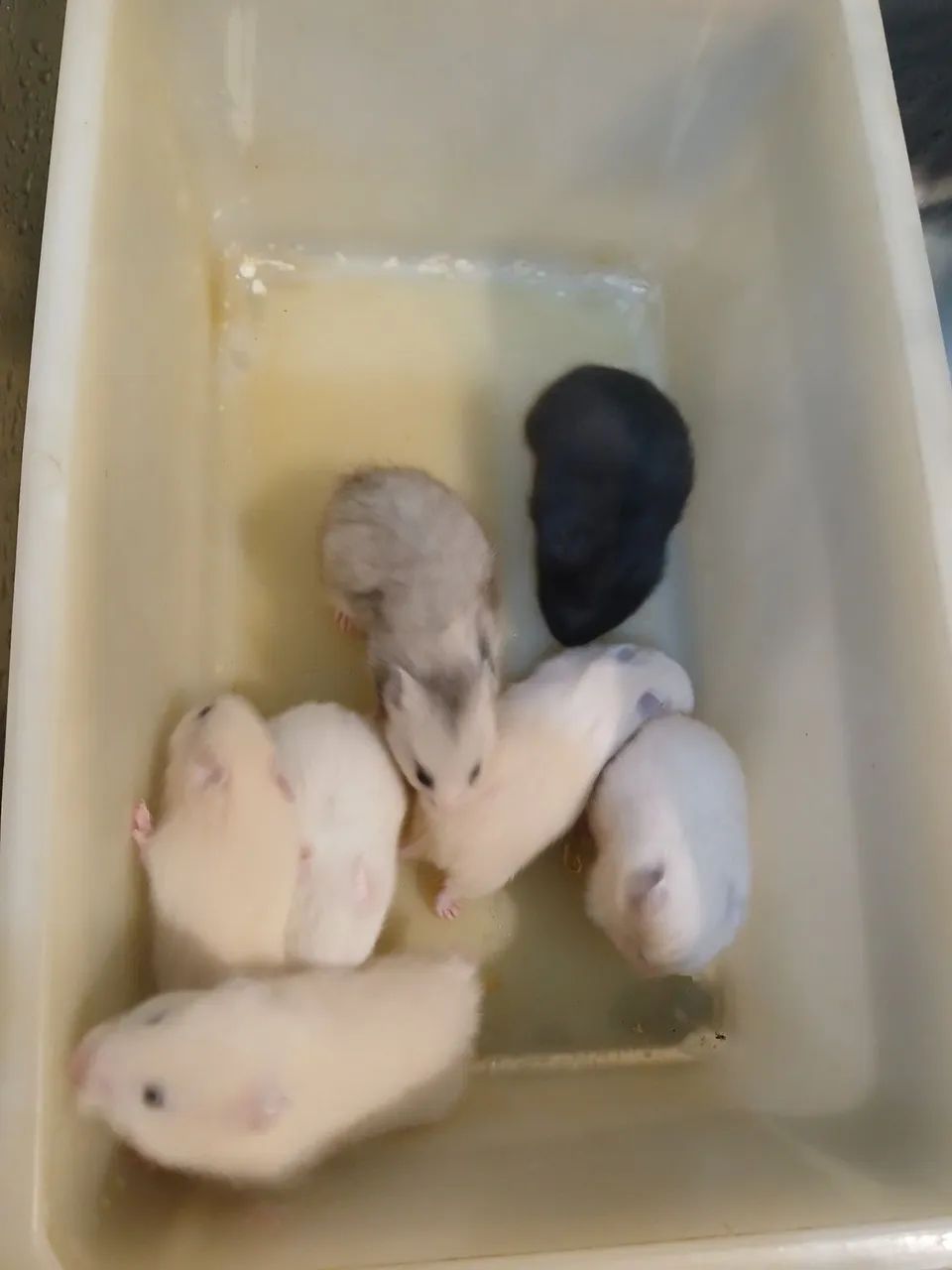 Hamster sírio  - Foto 4