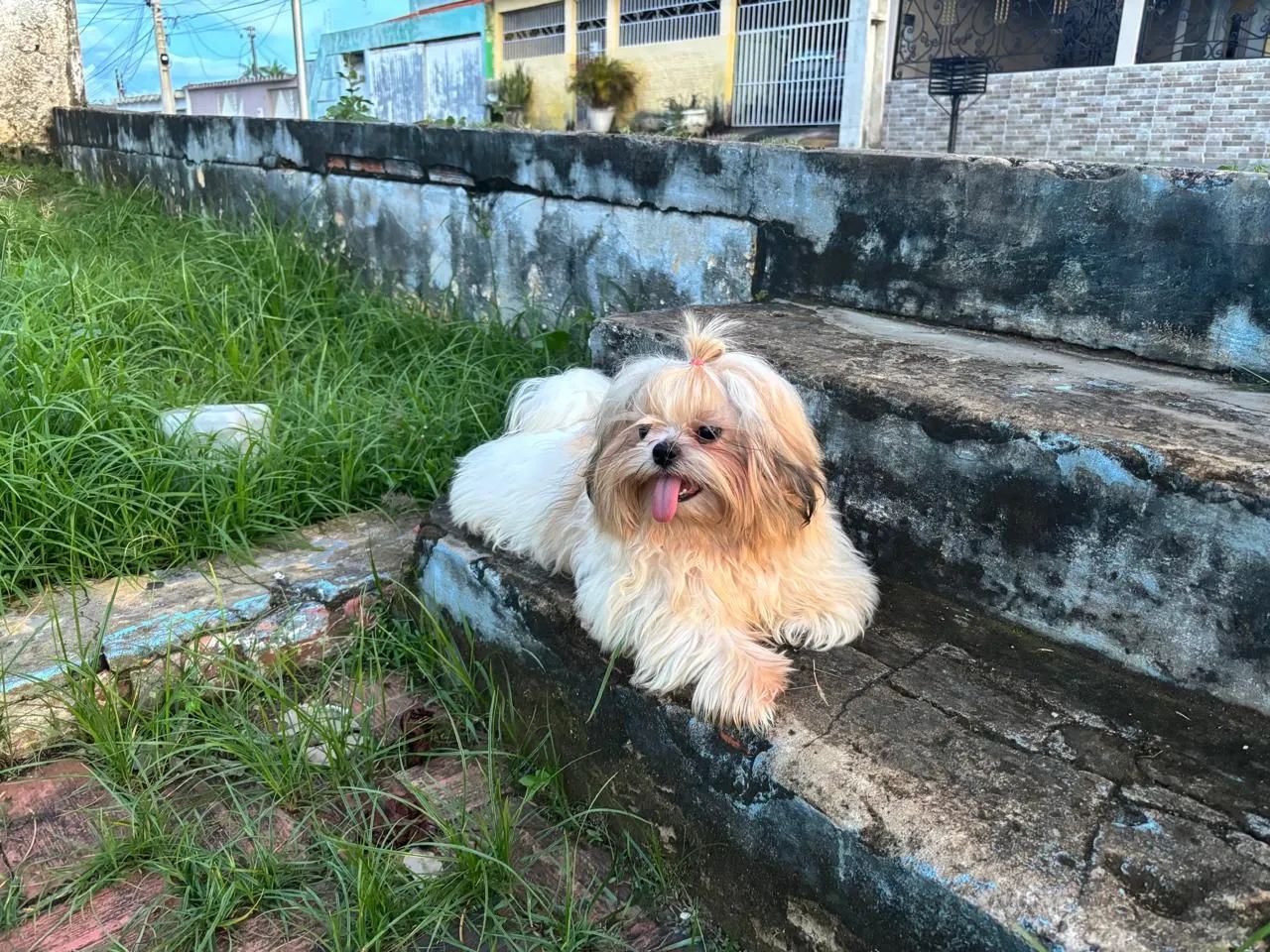Shih-tzu machos - Foto 2