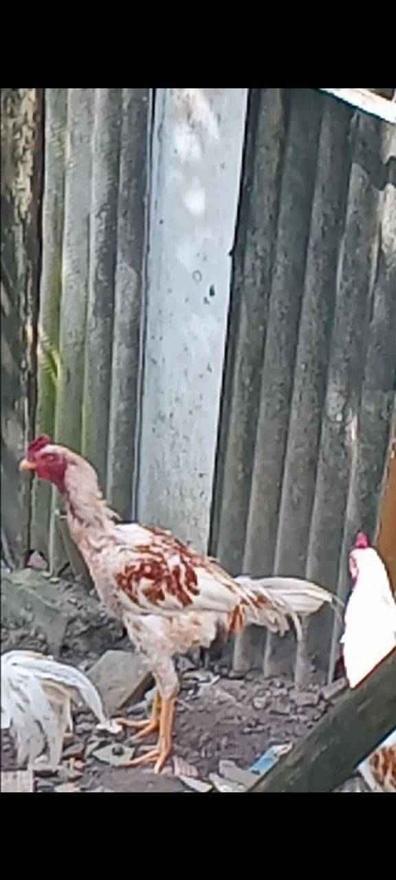 Frangos de Raça