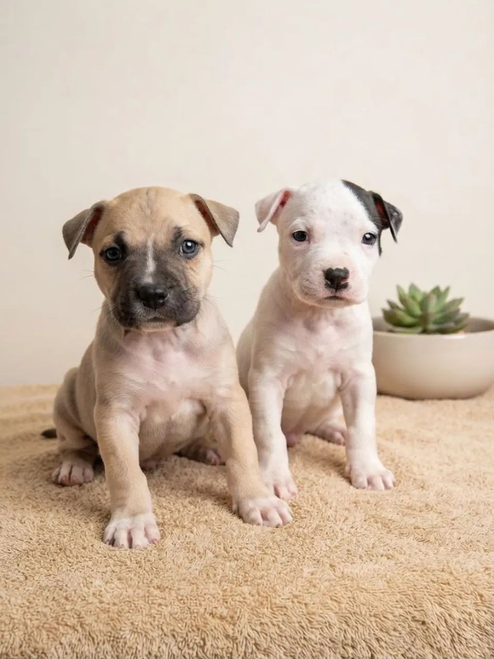 American Bully
