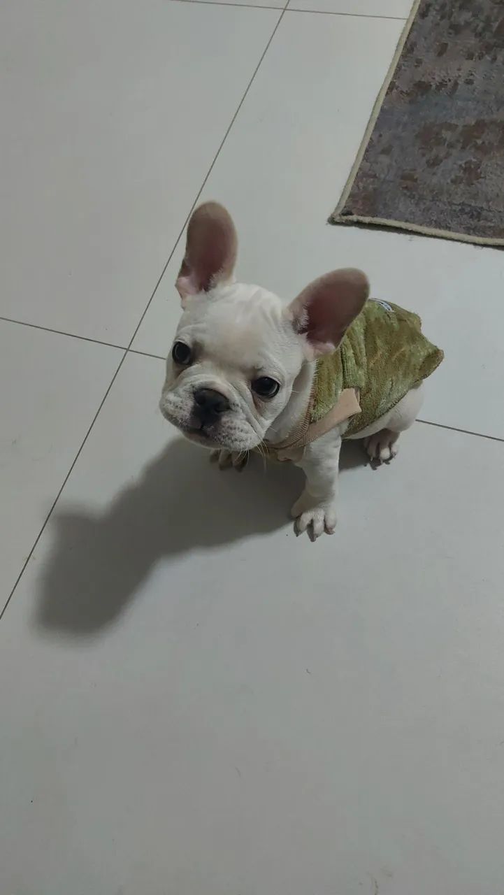 Buldogue Francês 