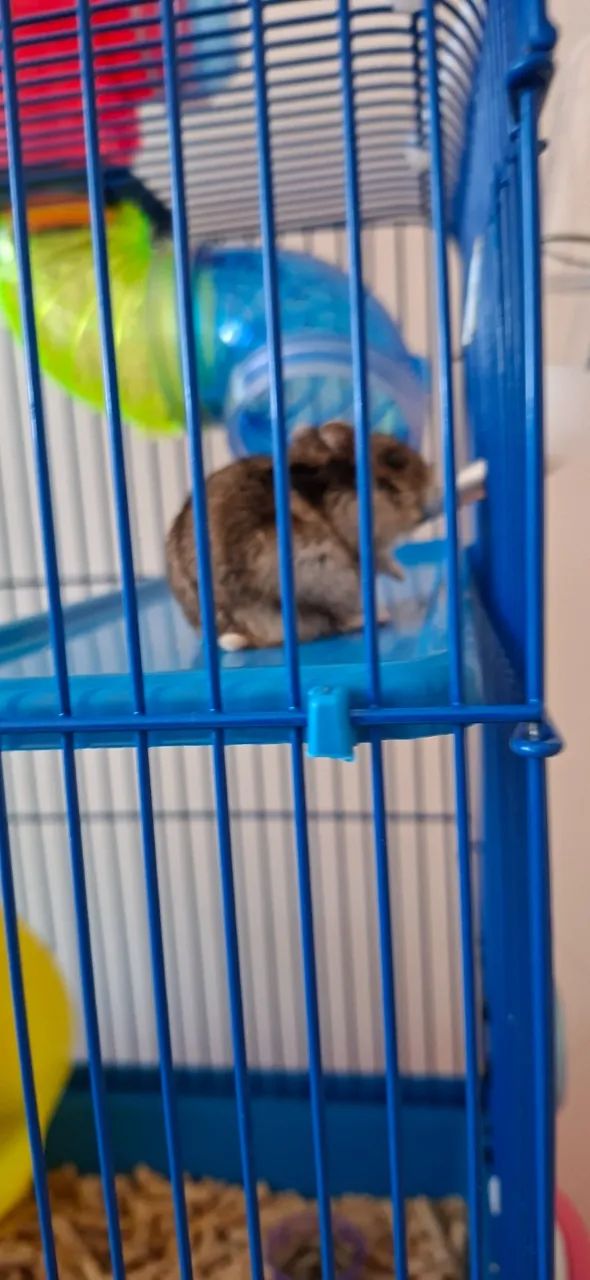 Ramister japonês ( o menor de todos) com gaiola nova, ração, bolinha para ele andar. - Foto 2