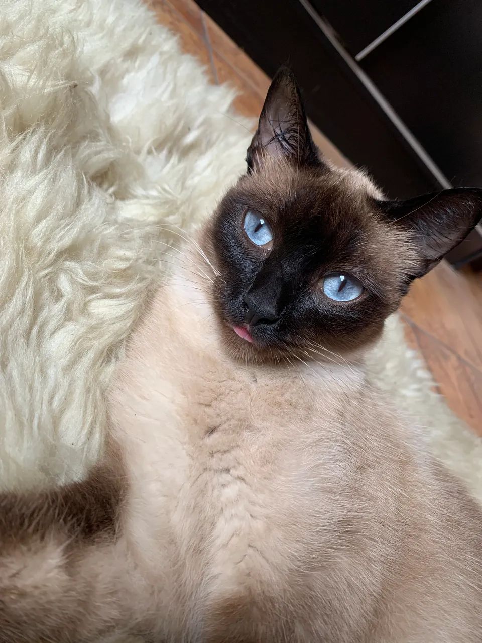 Gatos  - Foto 4