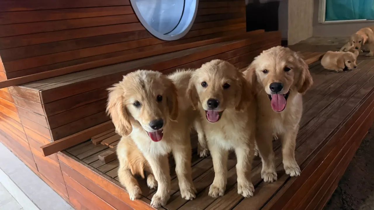 Golden retriever  - Foto 4