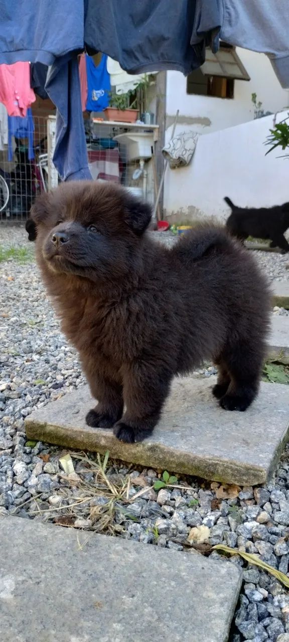 Cães  - Foto 3