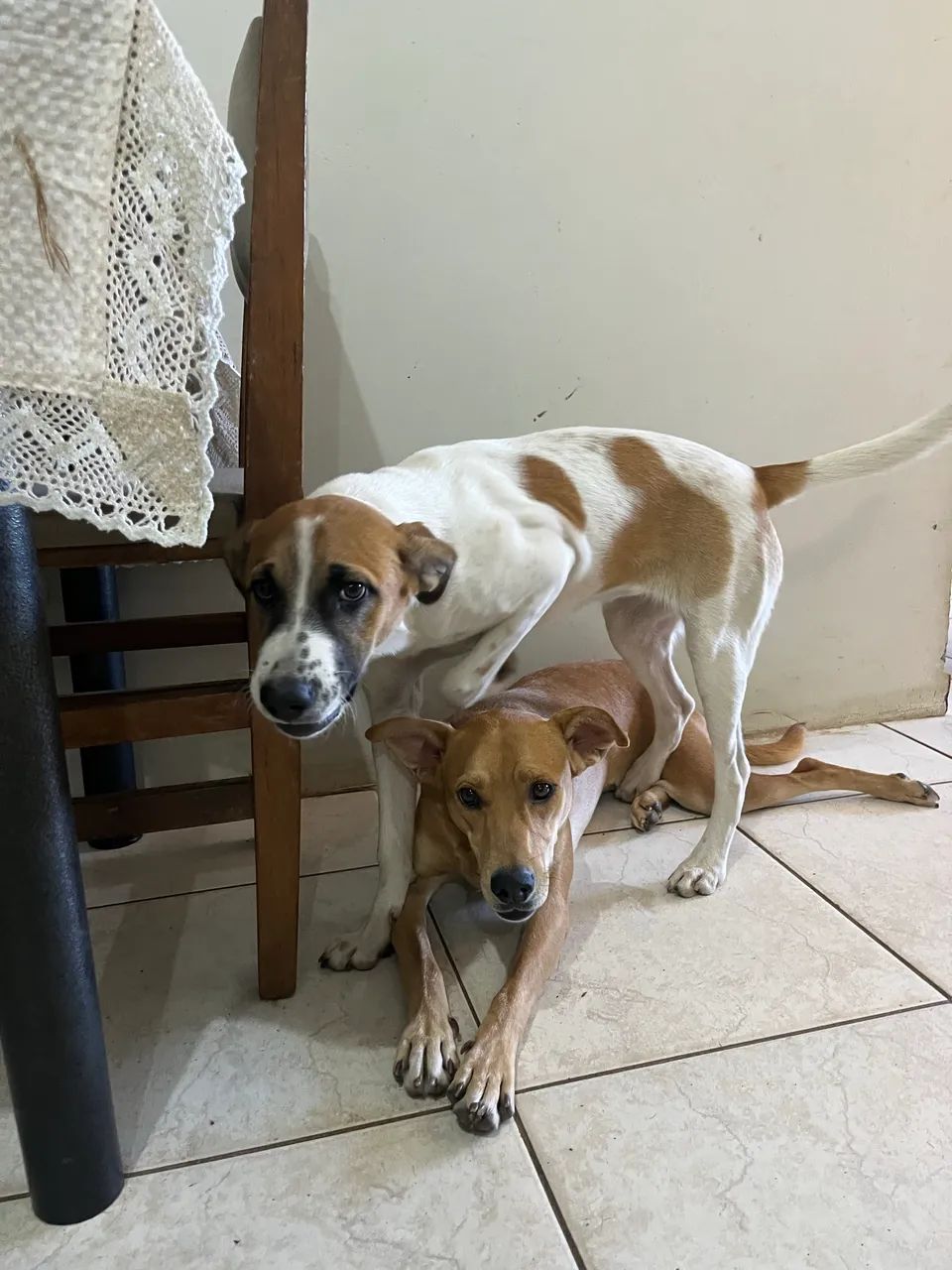 Cachorros para adoção responsável  - Foto 2