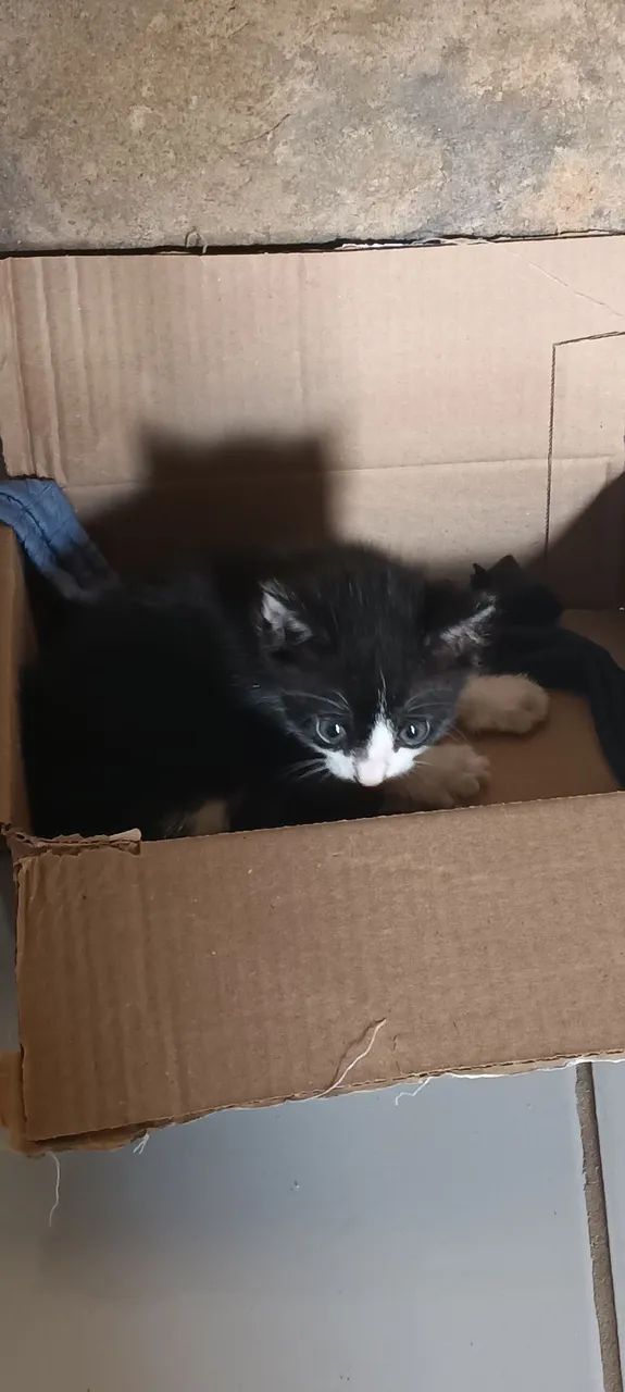 Doação de gatos - Foto 3