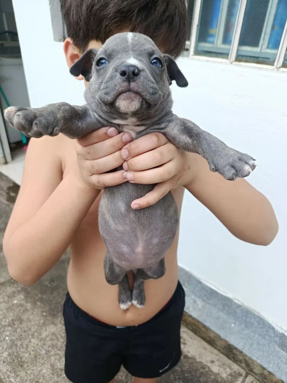 Fêmea de American bully  - Foto 4