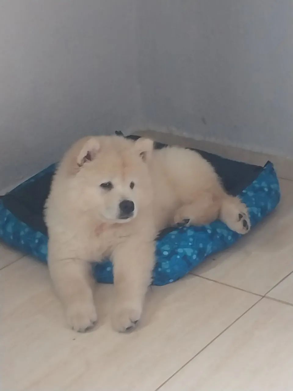 Filhote de chow chow puro - Foto 4