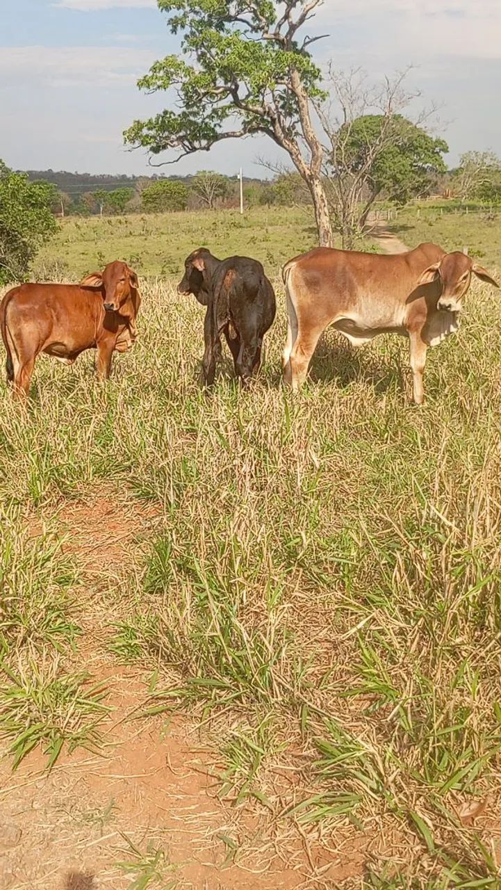 Bezerro 