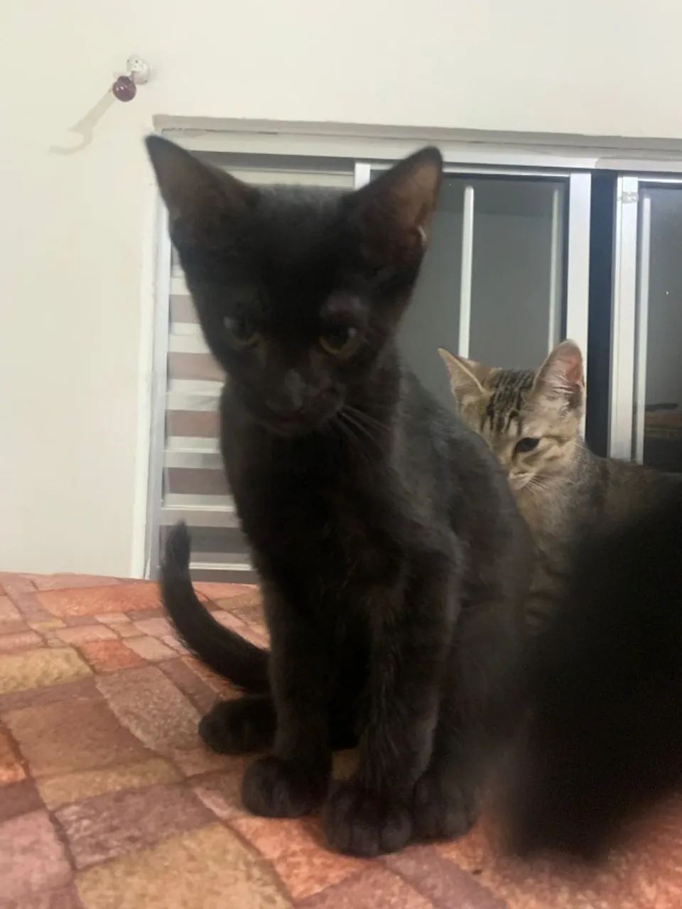 Doação Responsável - Dois Gatinhos Irmãos - Foto 6