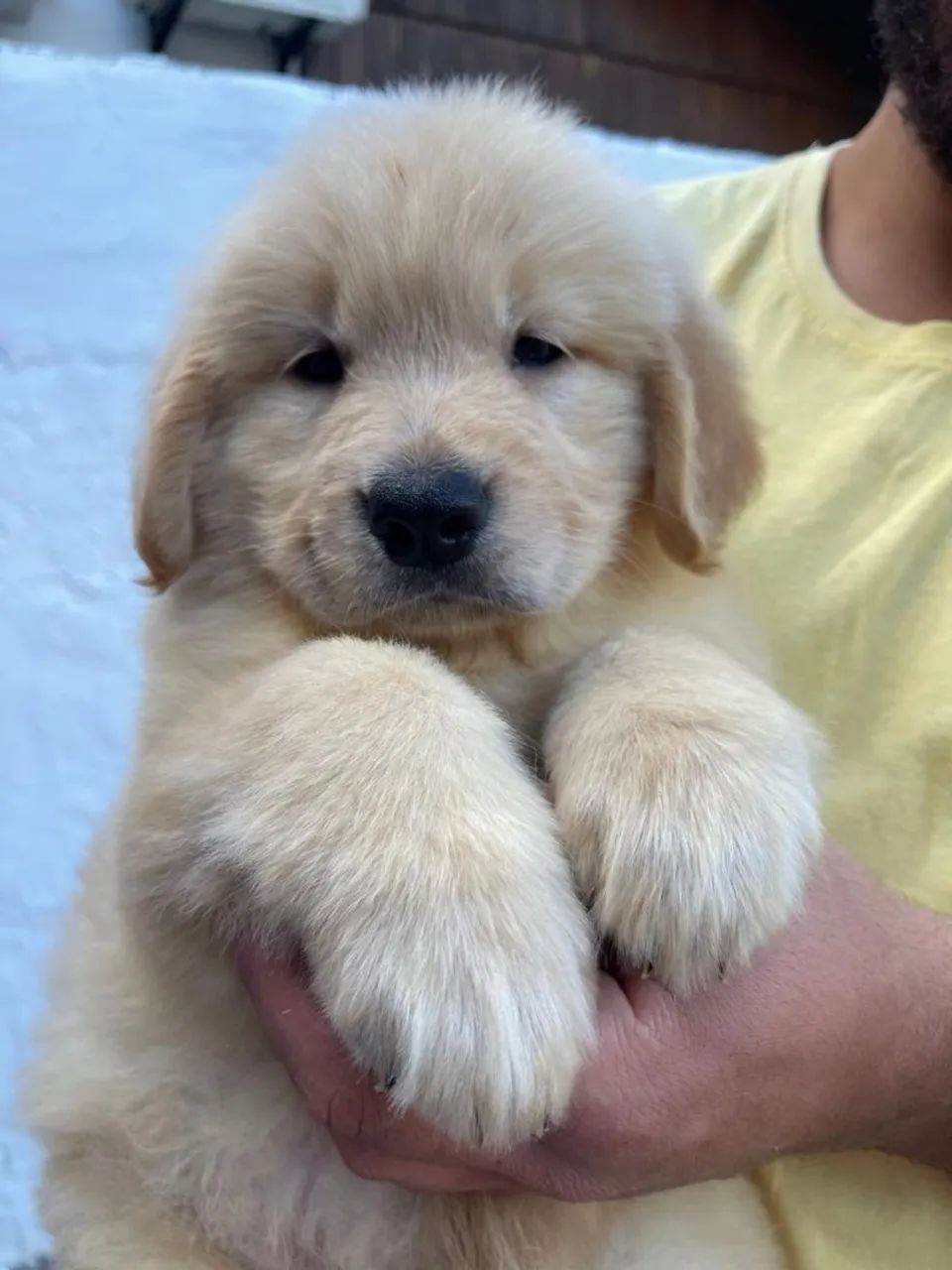 Filhote de Golden Retriever Macho com Pedigree  - Foto 3