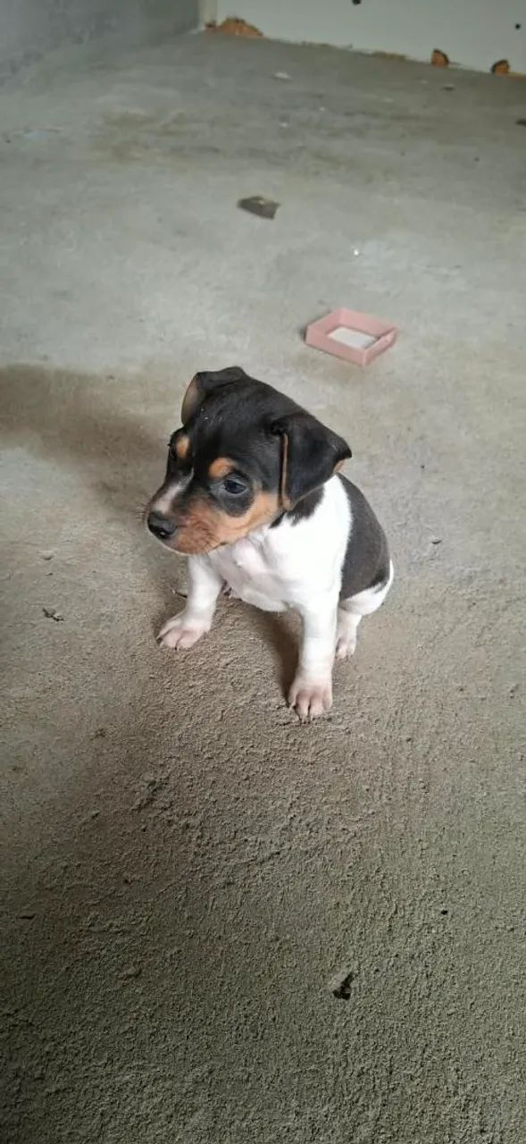 Vendo  fox paulistinha terrier  - Foto 2