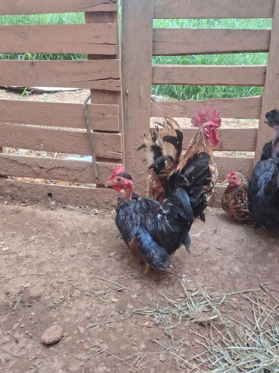 Disponíveis casais nagasaki  - Foto 6