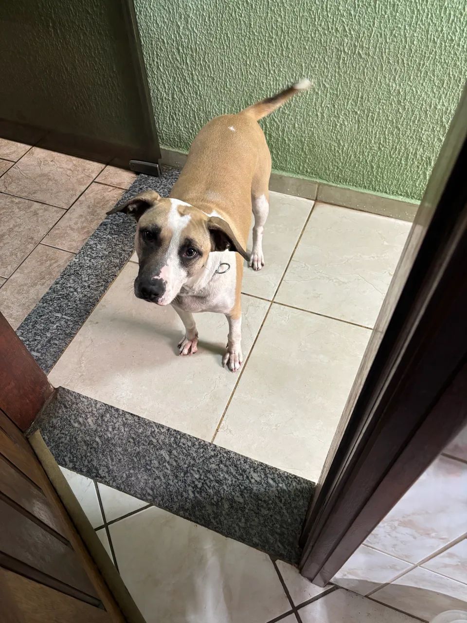 Doa-se Cachorra dócil  - Foto 3