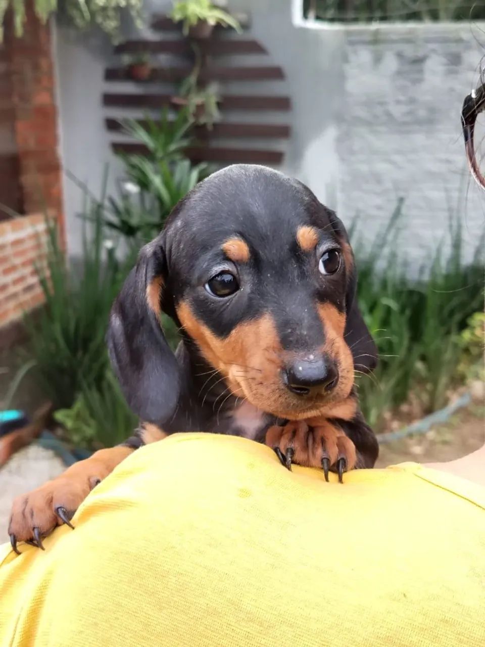 dachshund - Foto 3