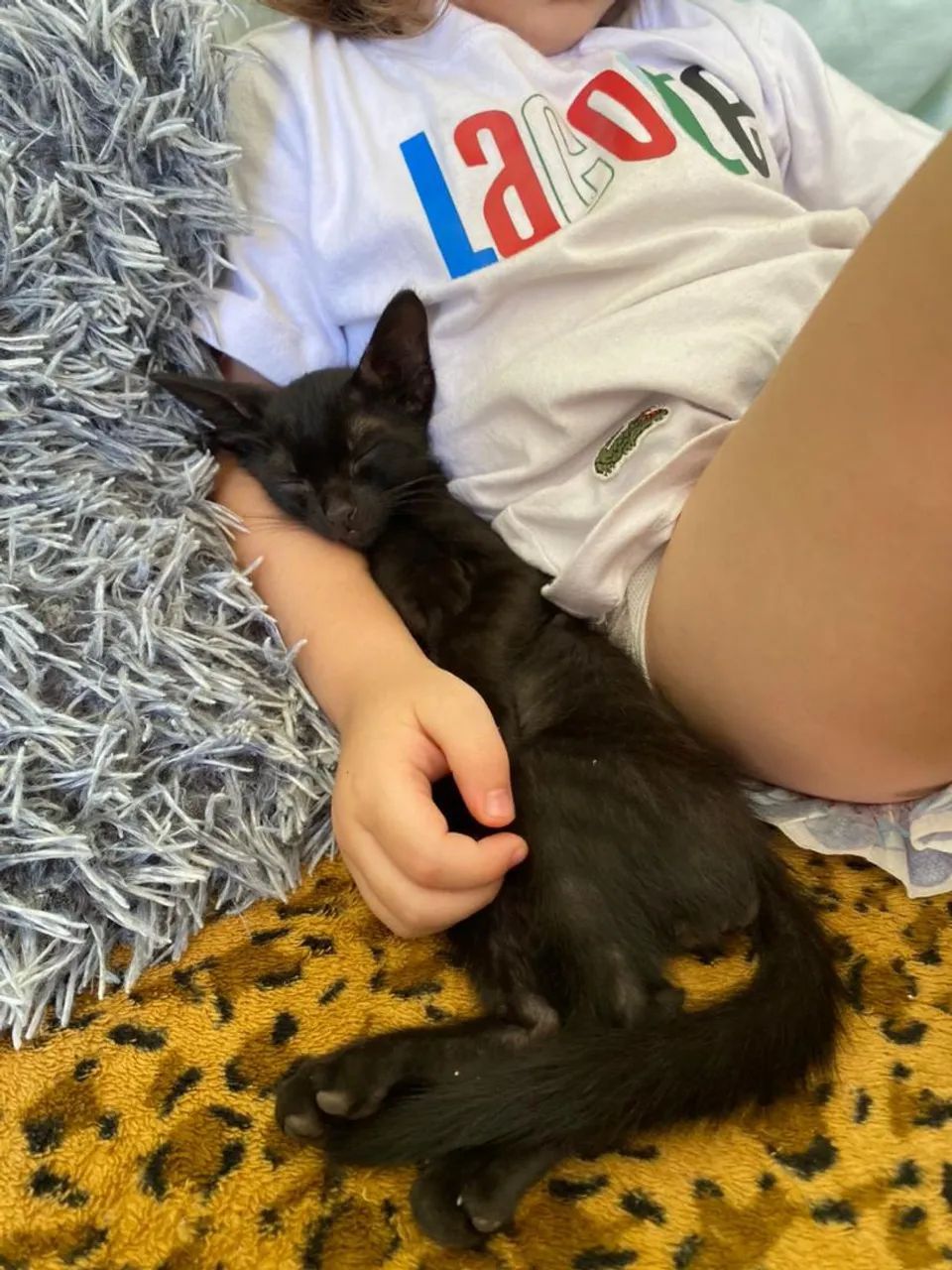 Doação gatinho filhote macho  - Foto 3