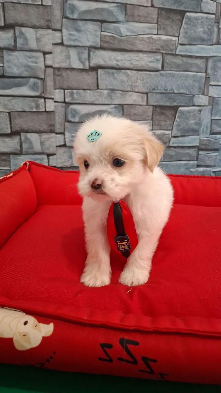 Shihtzu macho - Foto 2