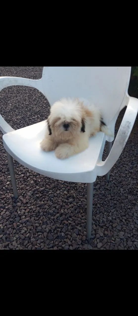 Shihtzu fêmea Micro 