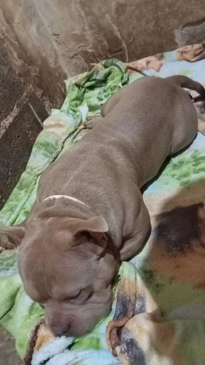 American bully micro  - Foto 2