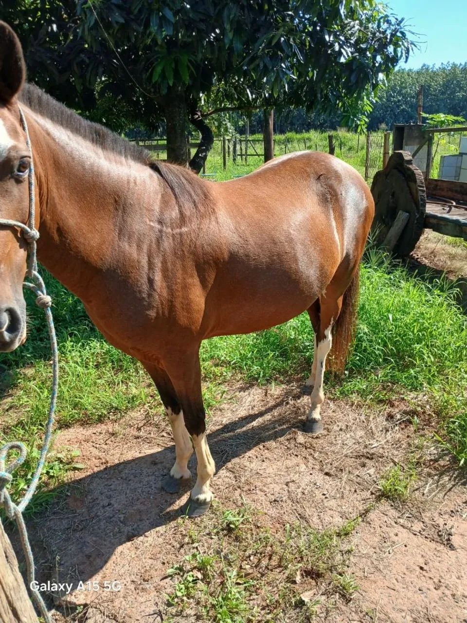 Egua mangalarga  - Foto 2