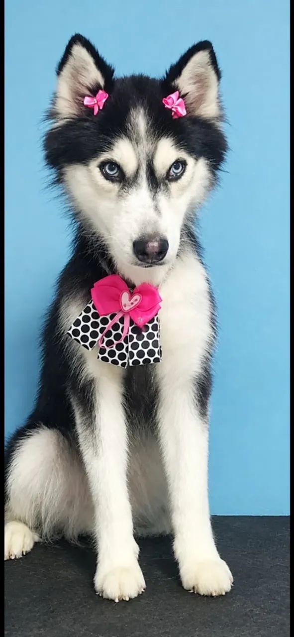 HUSKY SIBERIANO A VENDA - Foto 2