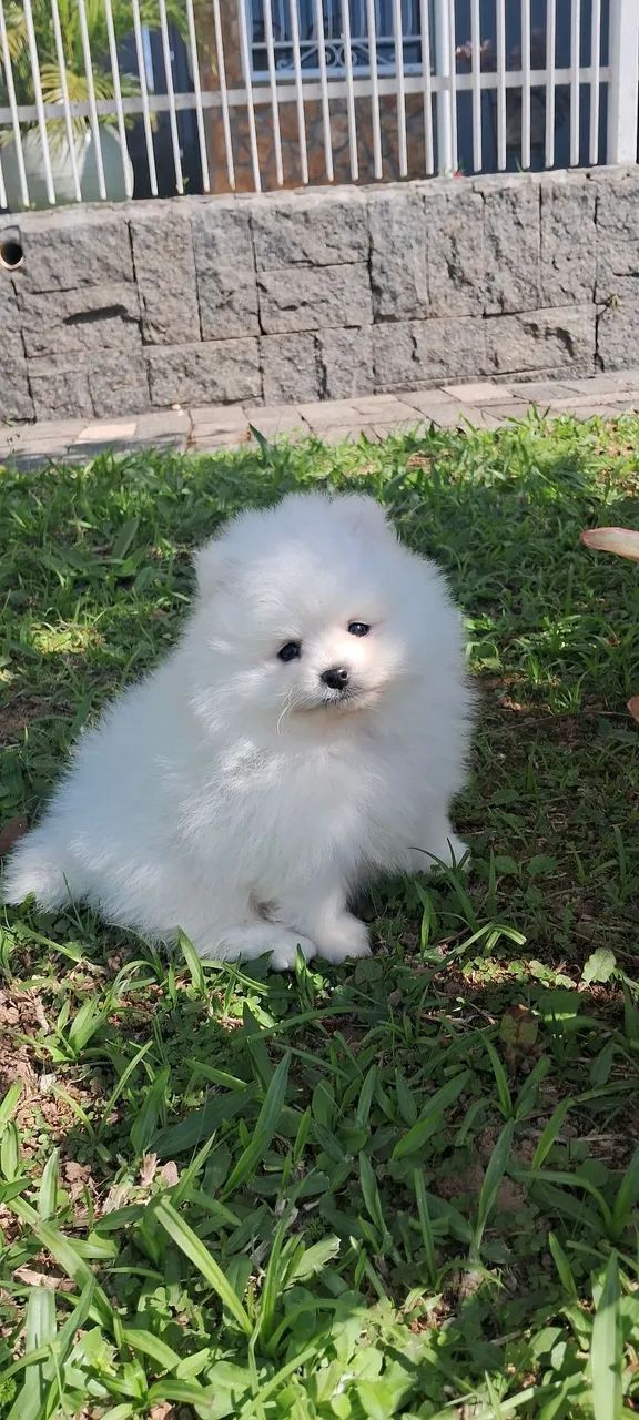 Spitz  - Foto 2