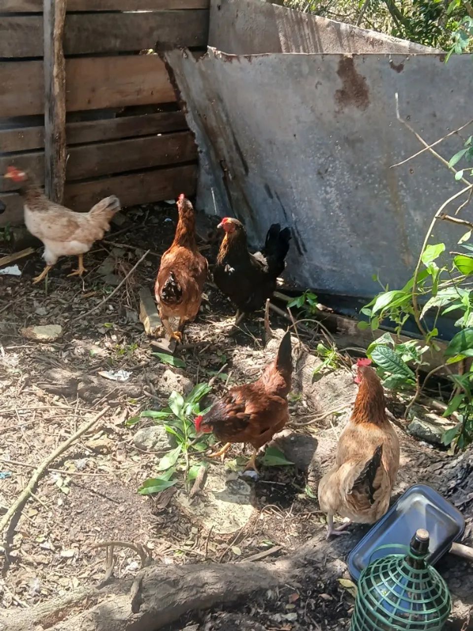 Galinha - Foto 2