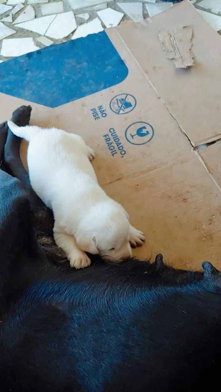 Filhotes de labrador - Foto 2