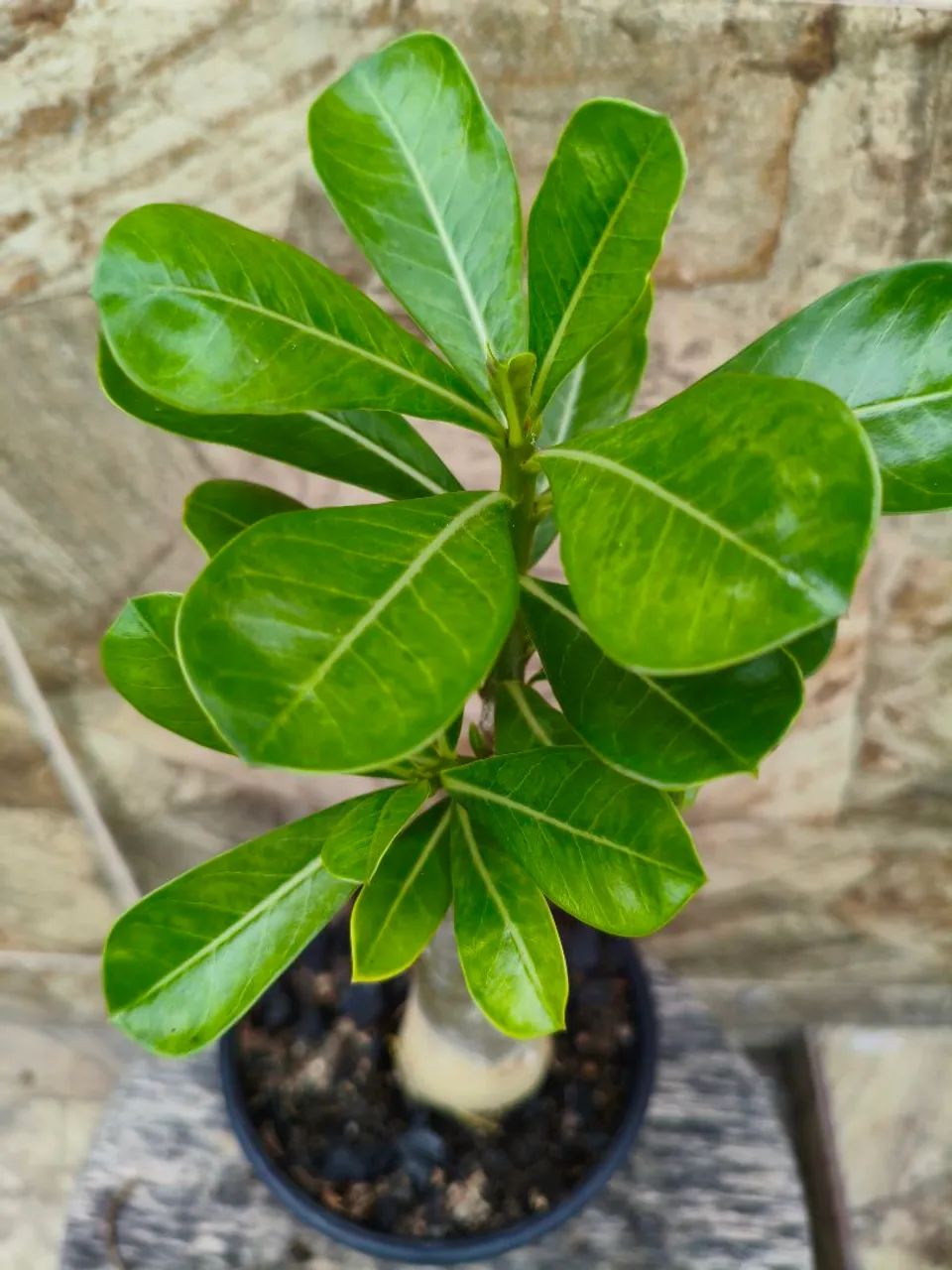 Combo baratex rosa do deserto com 2  - Foto 5