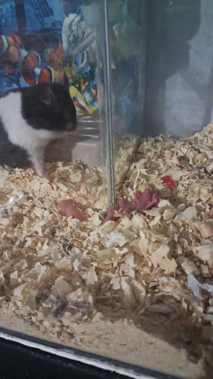 Hamster Sírios e Anão - Foto 4