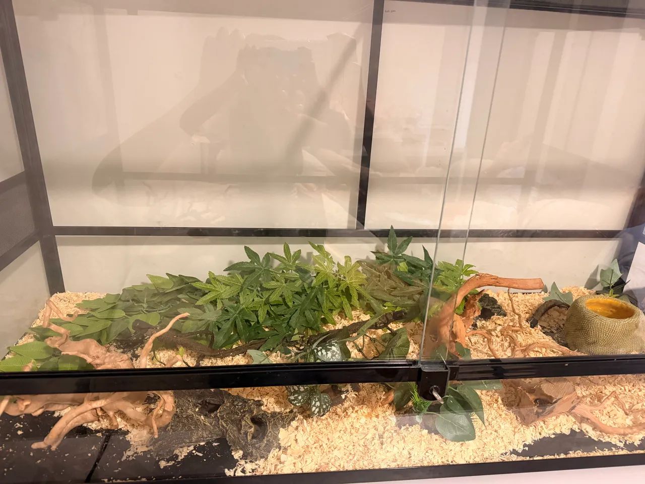 Terrário - Foto 2