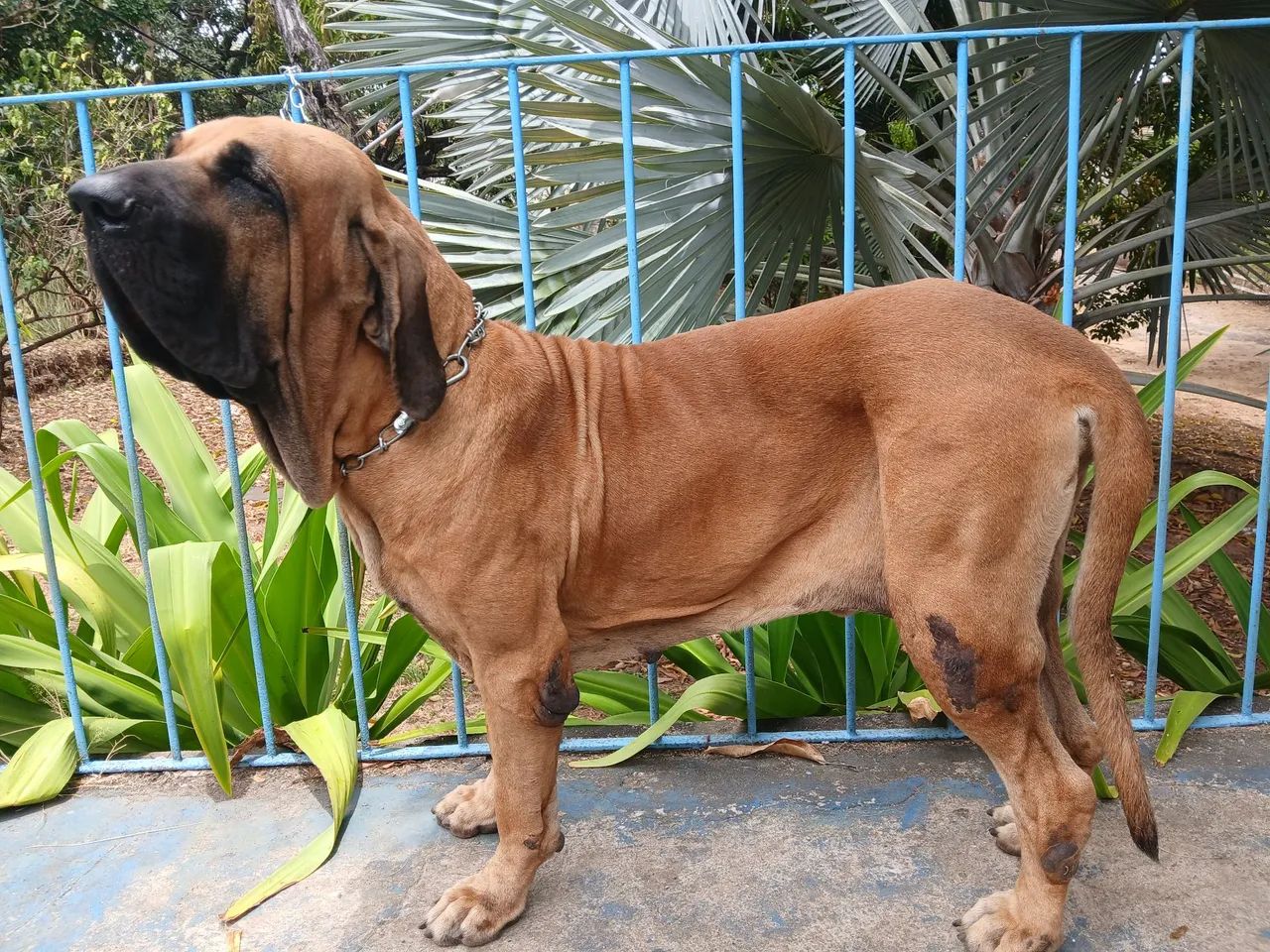 FILA BRASILEIRO - Foto 3