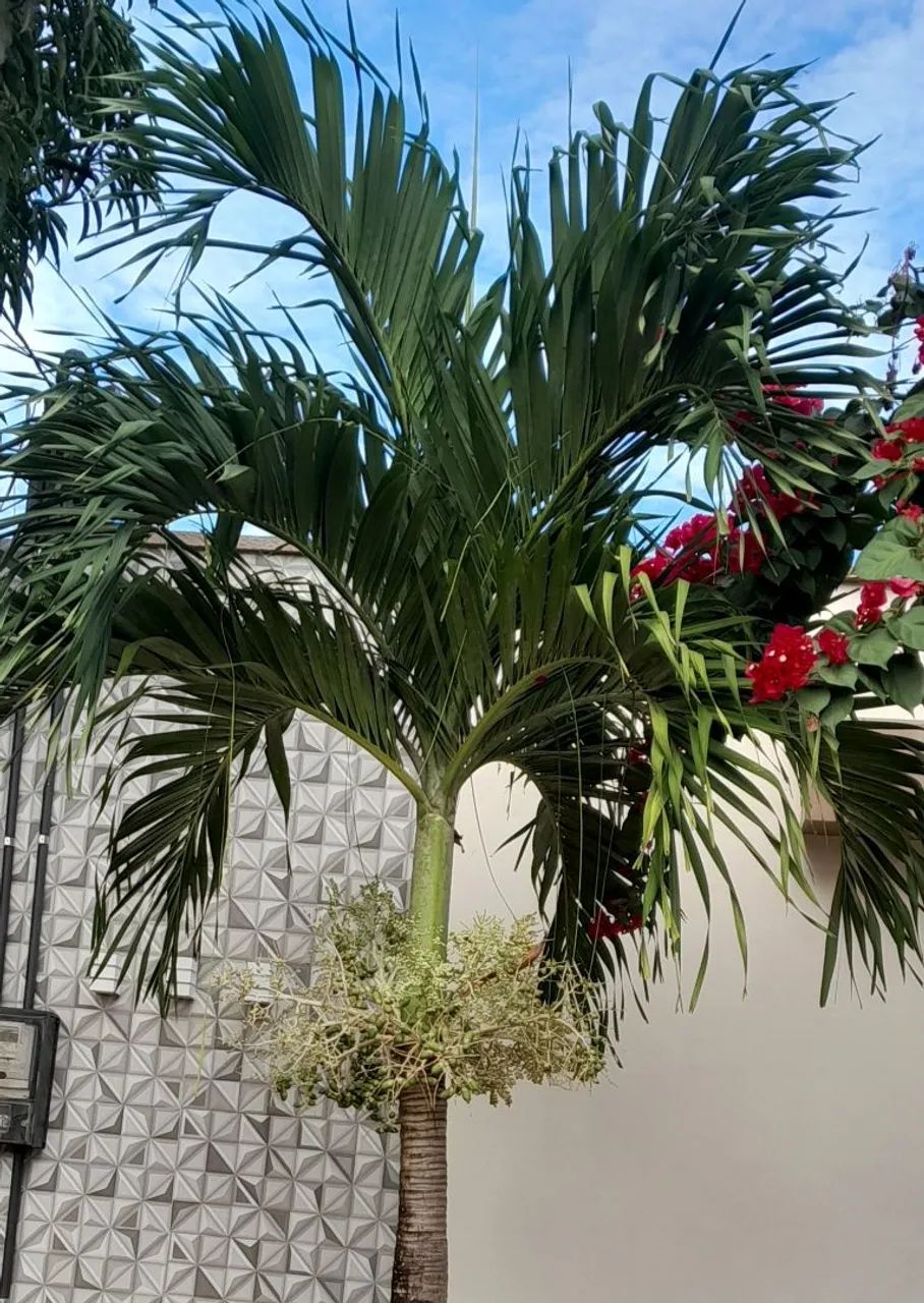 Palmeira Veitchia  - Foto 2