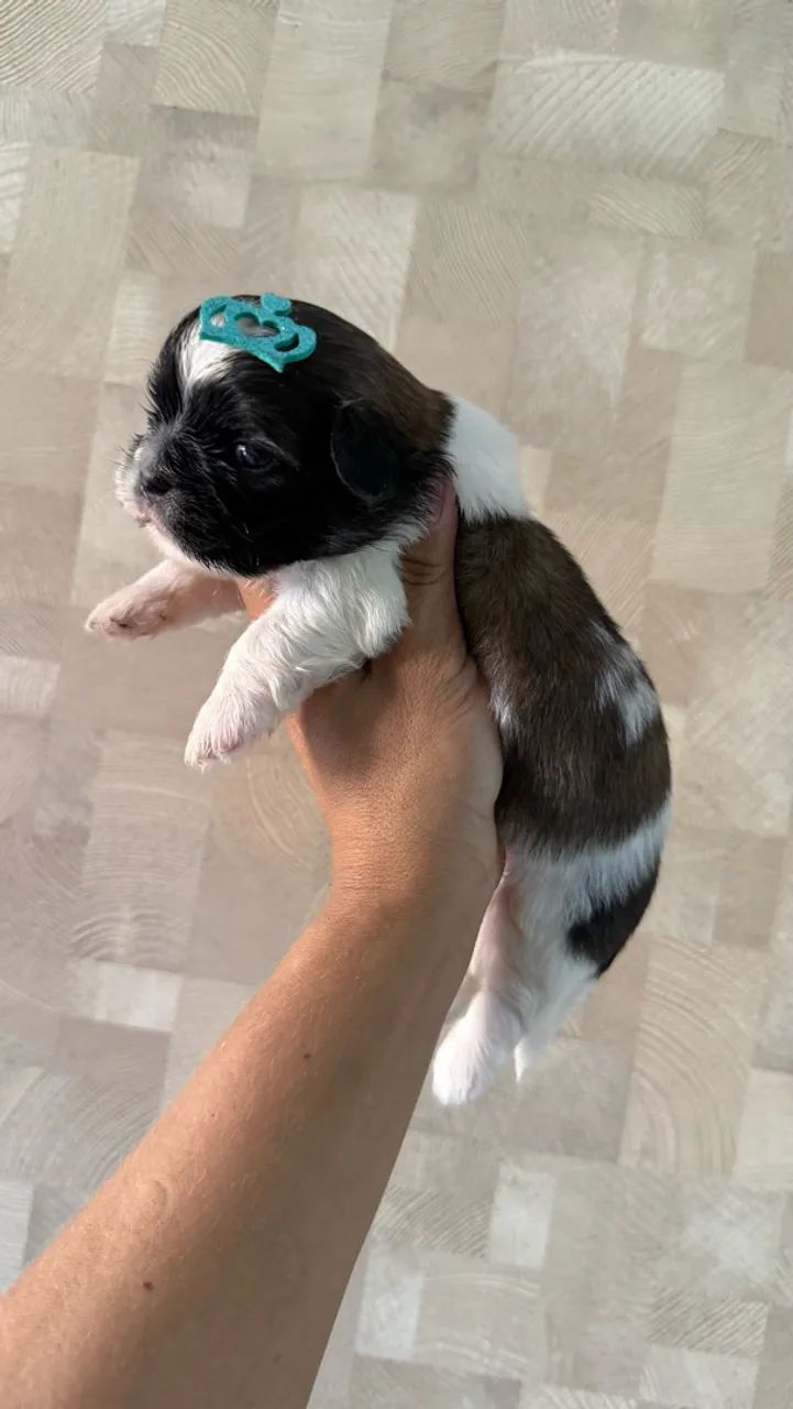 Shihtzu machinhos  - Foto 4