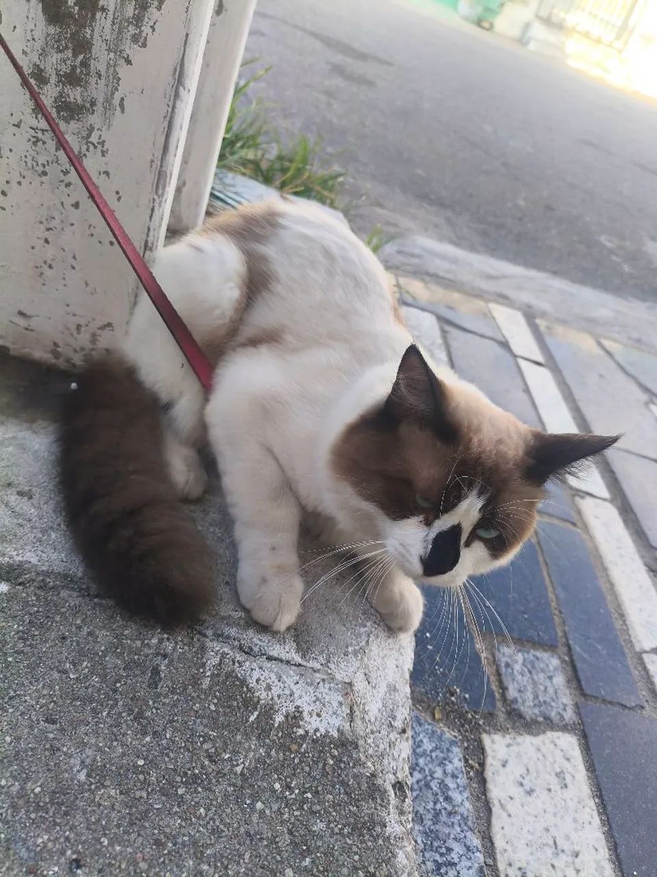 Gato  - Foto 2