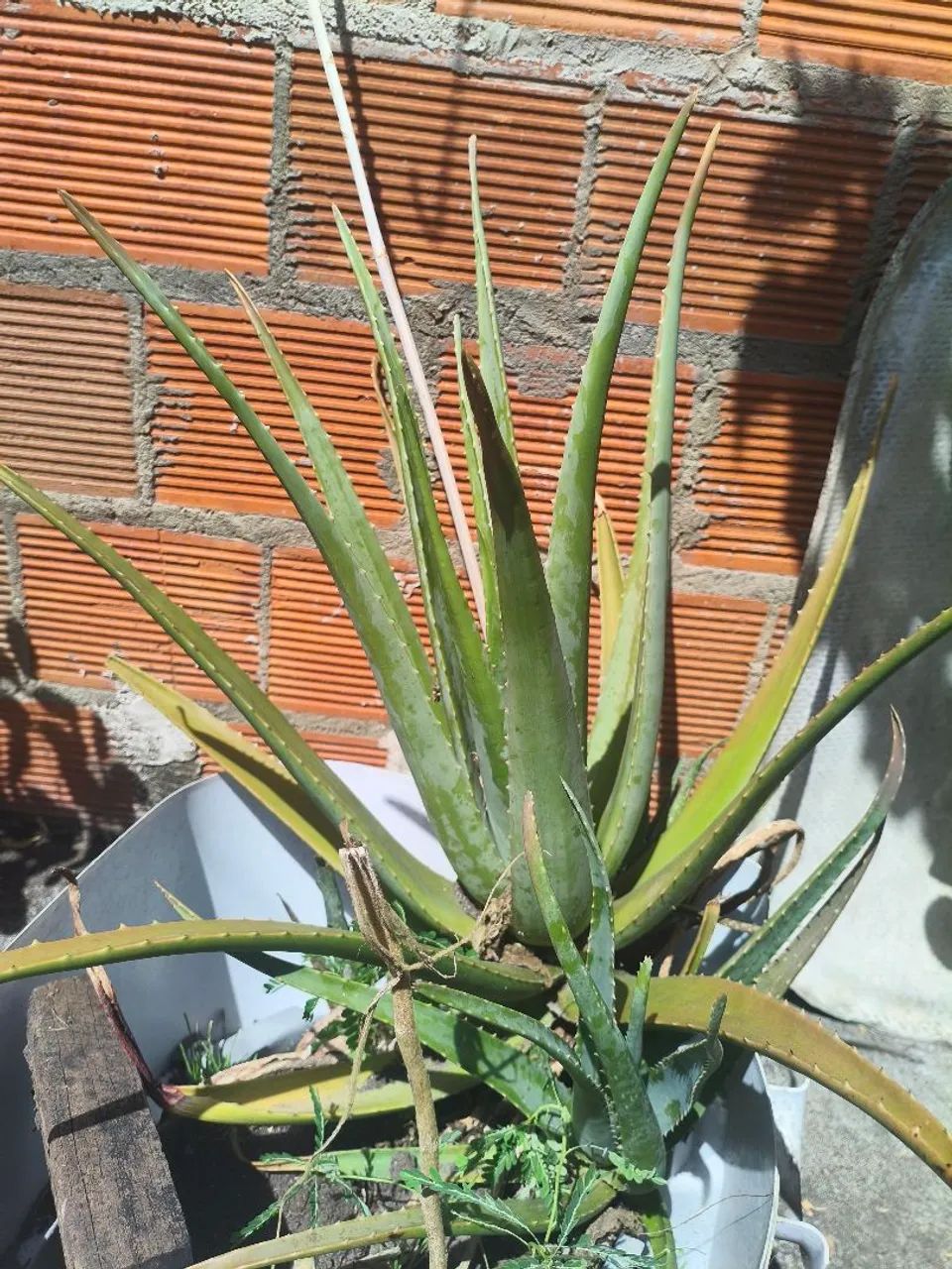 Planta Babosa  - Foto 2