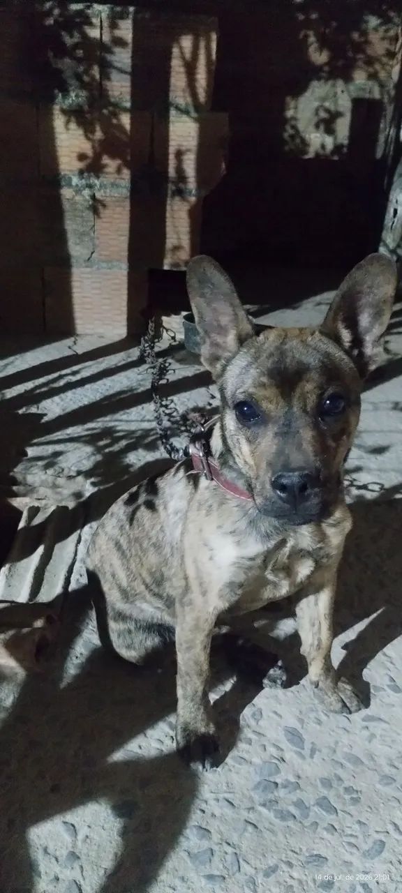 Cachorro  - Foto 2