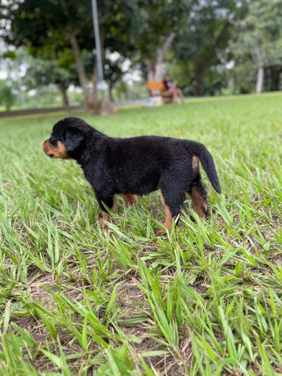 Rottweiler Macho  - Foto 5