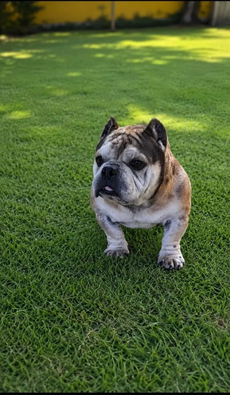 cachorro  - Foto 2